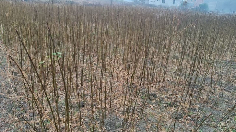 精品黄柏基地大量有货，品质有保障，量大从优～