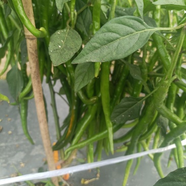 海南青贡椒有老板需要的吗