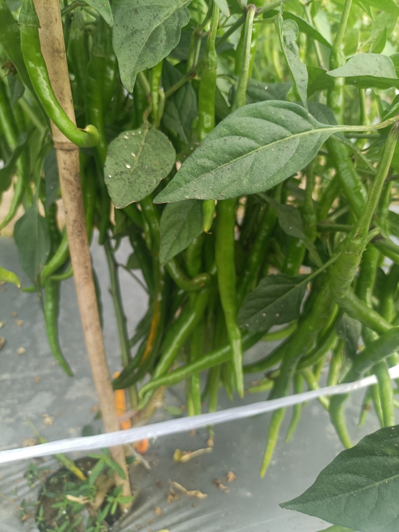 海南青贡椒有老板需要的吗