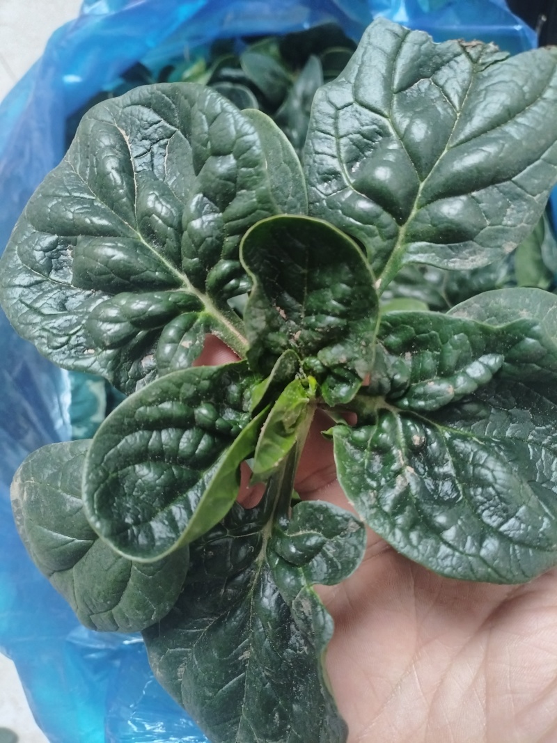 南通趴地菠菜