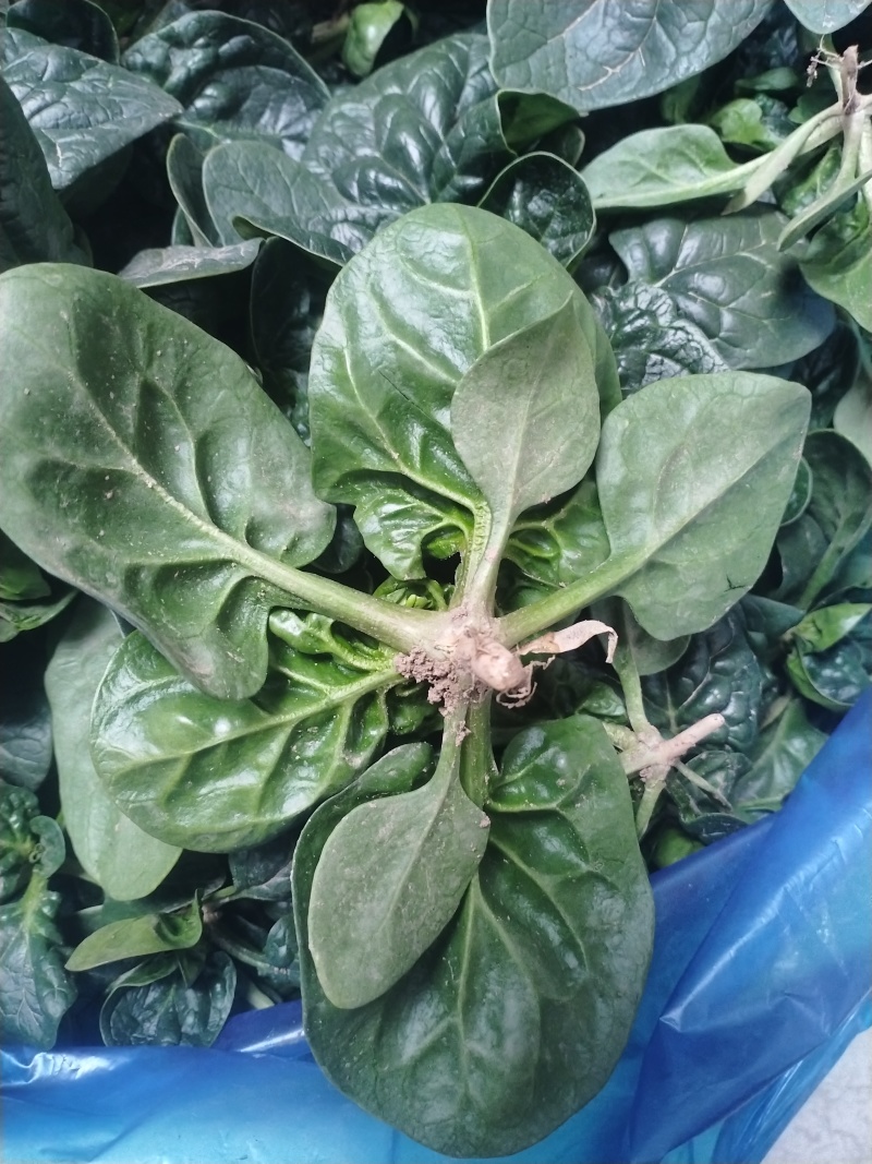 南通趴地菠菜
