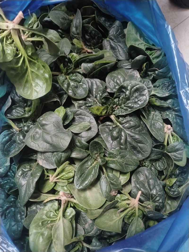 南通趴地菠菜