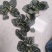 南通趴地菠菜