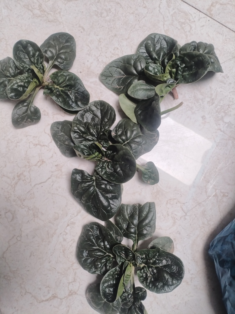 南通趴地菠菜