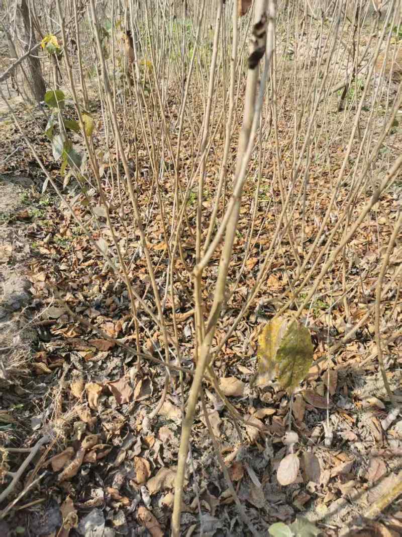 四川车厘子苗黑珍珠樱桃苗两年苗成活率高对接全国欢迎询价
