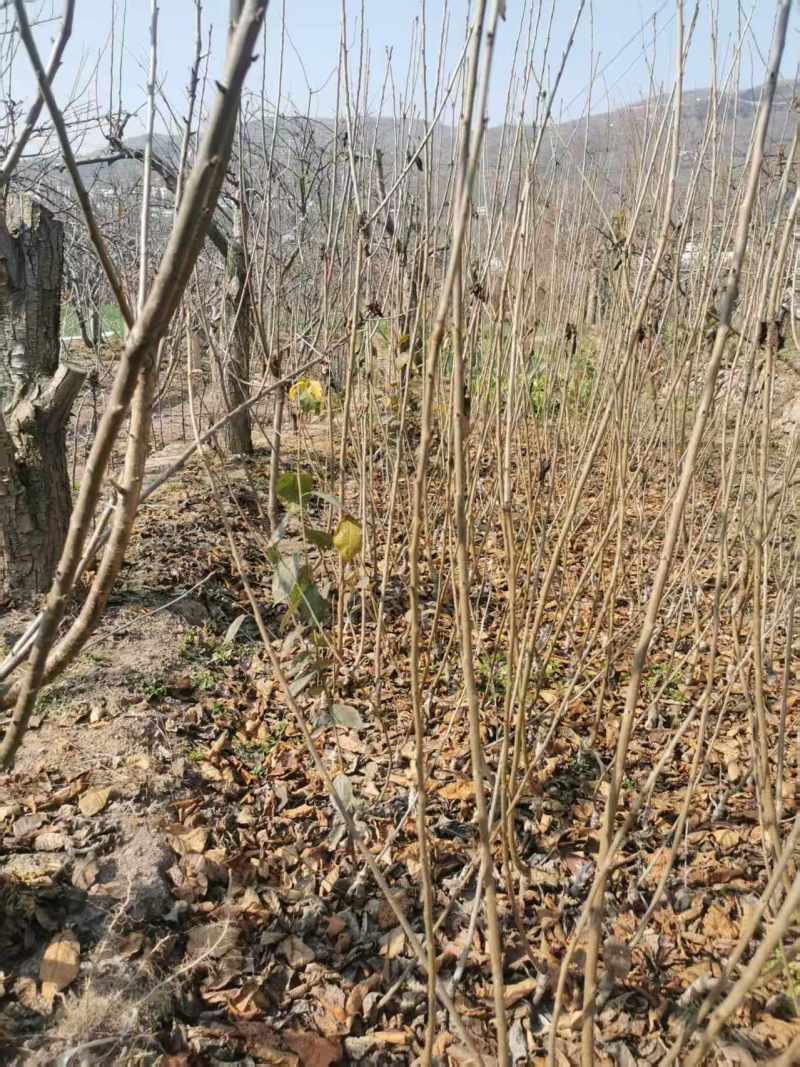 四川车厘子苗黑珍珠樱桃苗两年苗成活率高对接全国欢迎询价