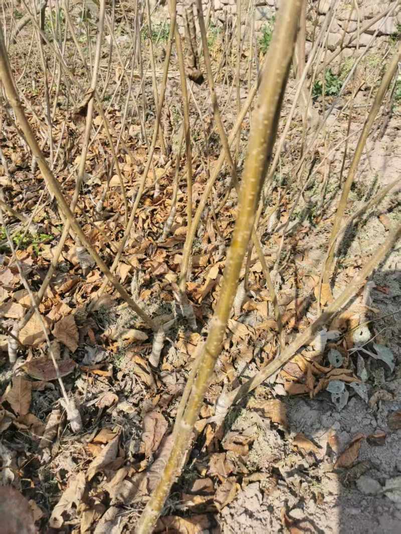 四川车厘子苗黑珍珠樱桃苗两年苗成活率高对接全国欢迎询价