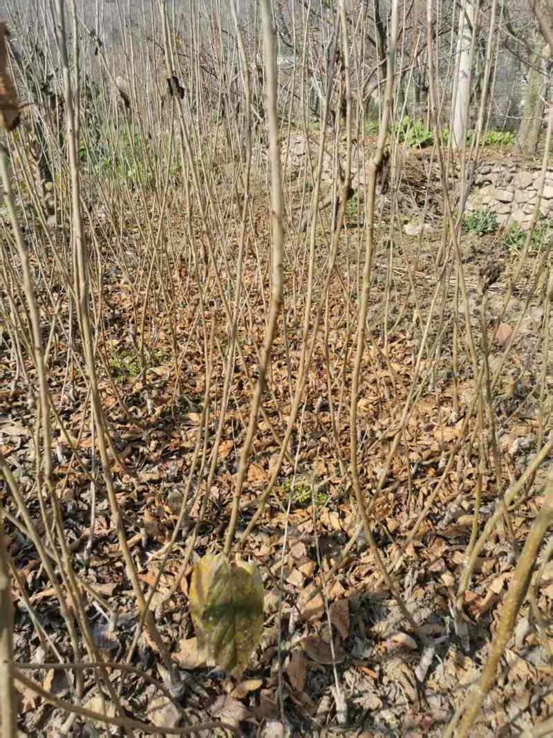 四川车厘子苗黑珍珠樱桃苗两年苗成活率高对接全国欢迎询价