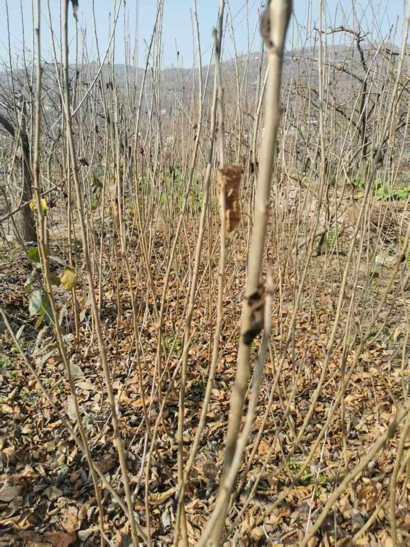 四川车厘子苗黑珍珠樱桃苗两年苗成活率高对接全国欢迎询价