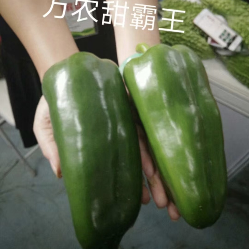 甜霸王大果甜椒种子皮光滑味甜肉厚可生食高产青红两用耐运输