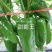 甜霸王大果甜椒种子皮光滑味甜肉厚可生食高产青红两用耐运输