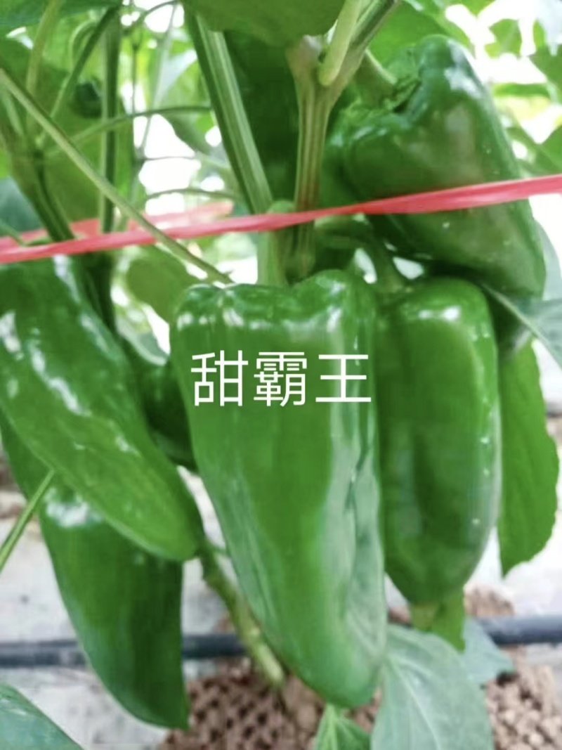 甜霸王大果甜椒种子皮光滑味甜肉厚可生食高产青红两用耐运输