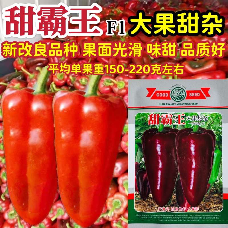 甜霸王大果甜椒种子皮光滑味甜肉厚可生食高产青红两用耐运输