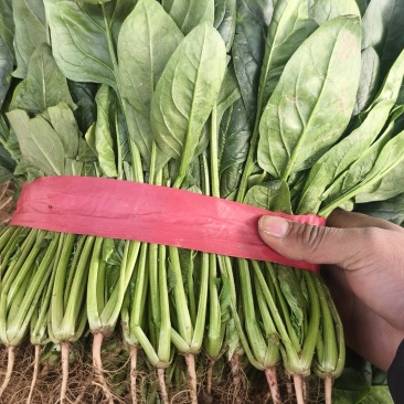 河南滑县精品大棚菠菜，专业实力代收，让您无后顾之忧
