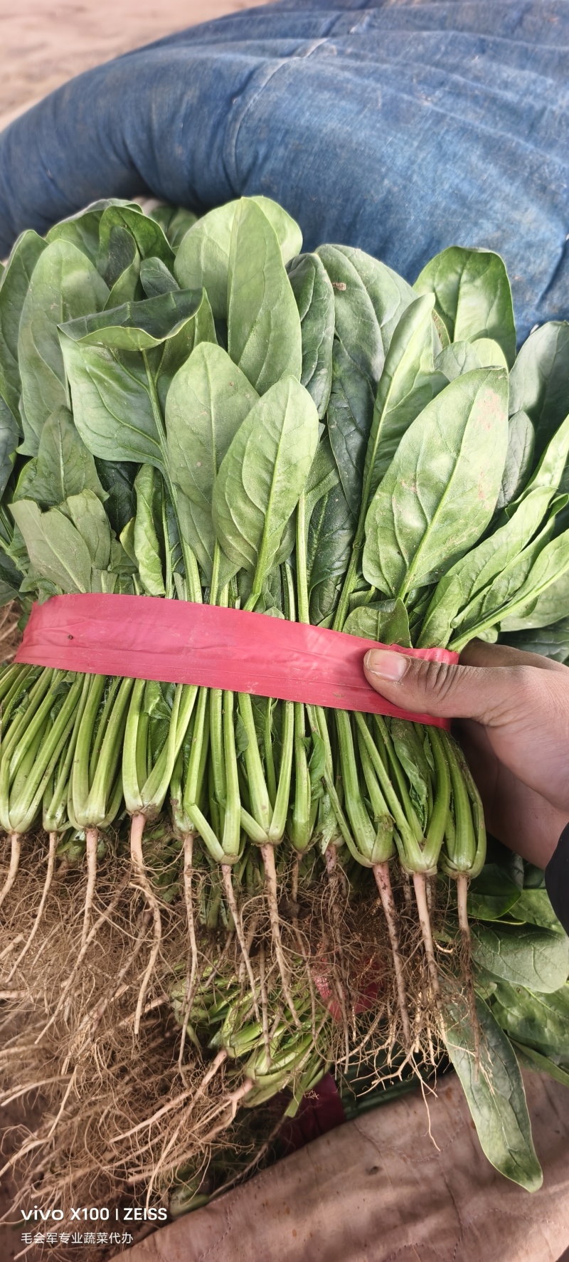 河南滑县精品大棚菠菜，专业实力代收，让您无后顾之忧