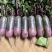 紫美紫喜口感爆汁冰激凌水果萝卜，质量保证，按需包装
