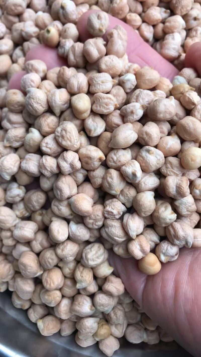 印度中颗粒鹰嘴豆桃豆鸡豆8MM