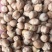 印度中颗粒鹰嘴豆桃豆鸡豆8MM