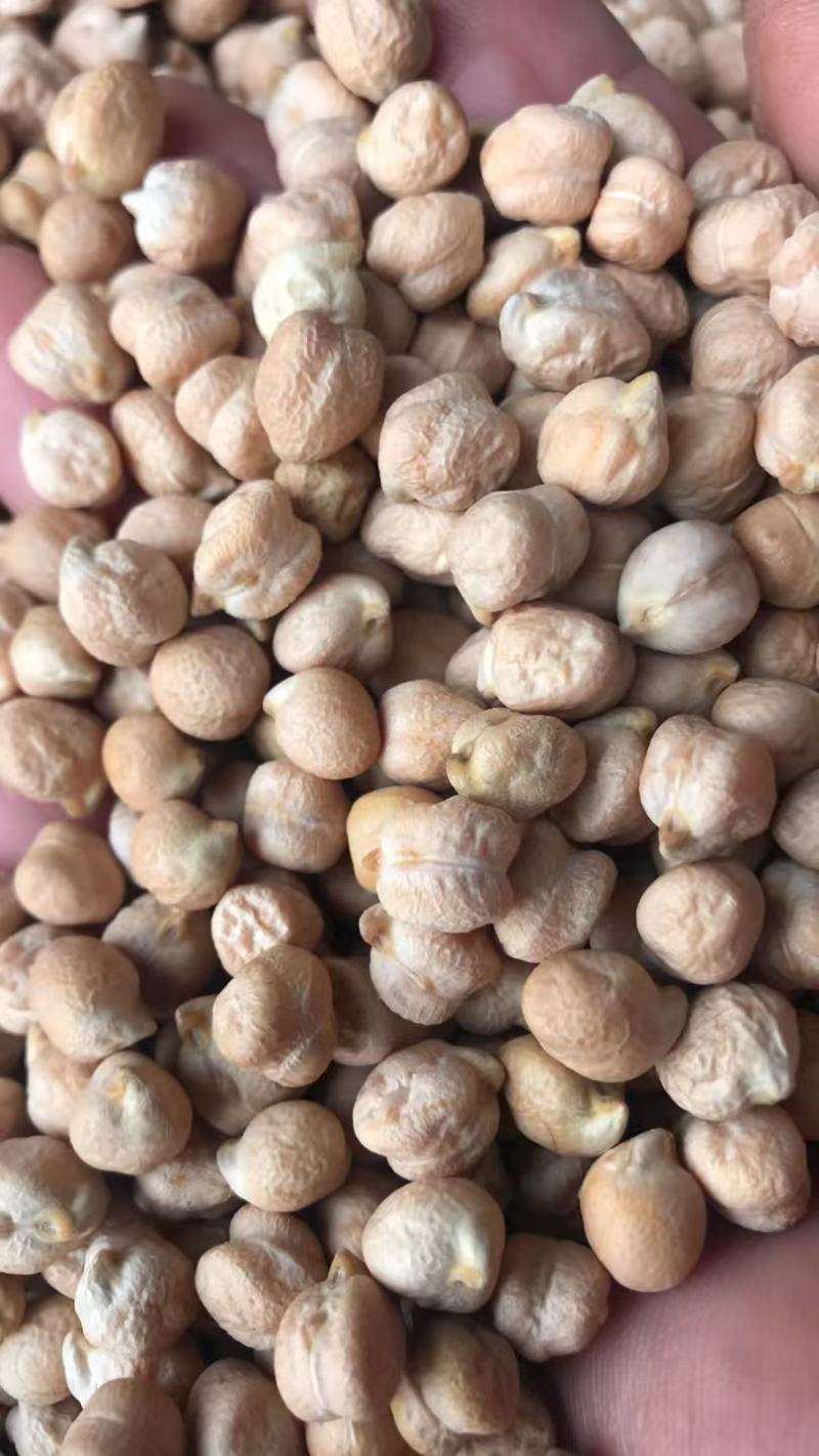 印度中颗粒鹰嘴豆桃豆鸡豆8MM