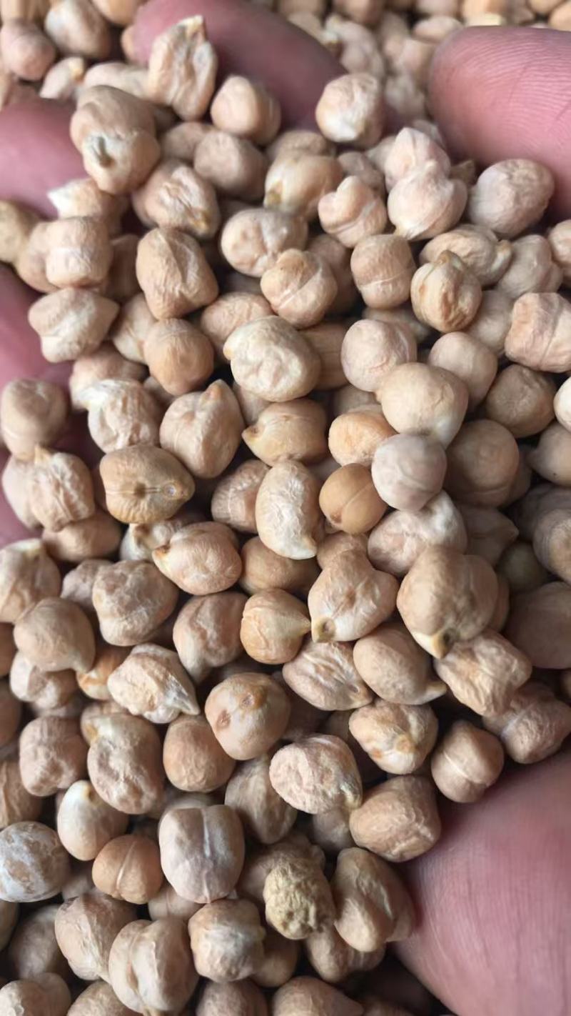 印度中颗粒鹰嘴豆桃豆鸡豆8MM