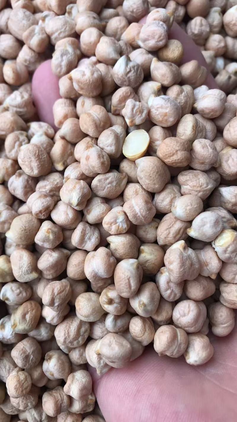 印度中颗粒鹰嘴豆桃豆鸡豆8MM