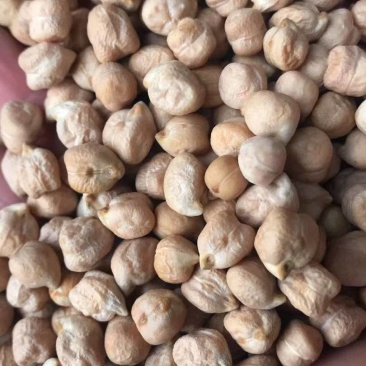 印度中颗粒鹰嘴豆桃豆鸡豆8MM