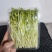 【水培豌豆苗】豌豆尖芽苗菜一手货源供火锅店商超