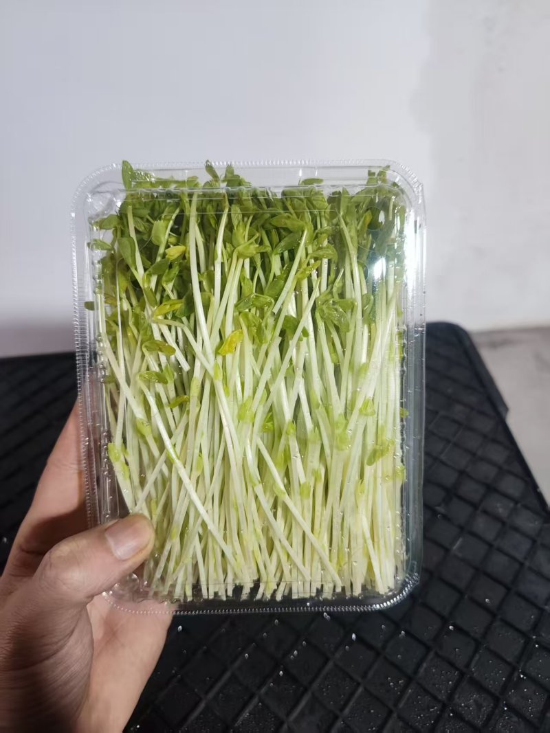 【水培豌豆苗】豌豆尖芽苗菜一手货源供火锅店商超