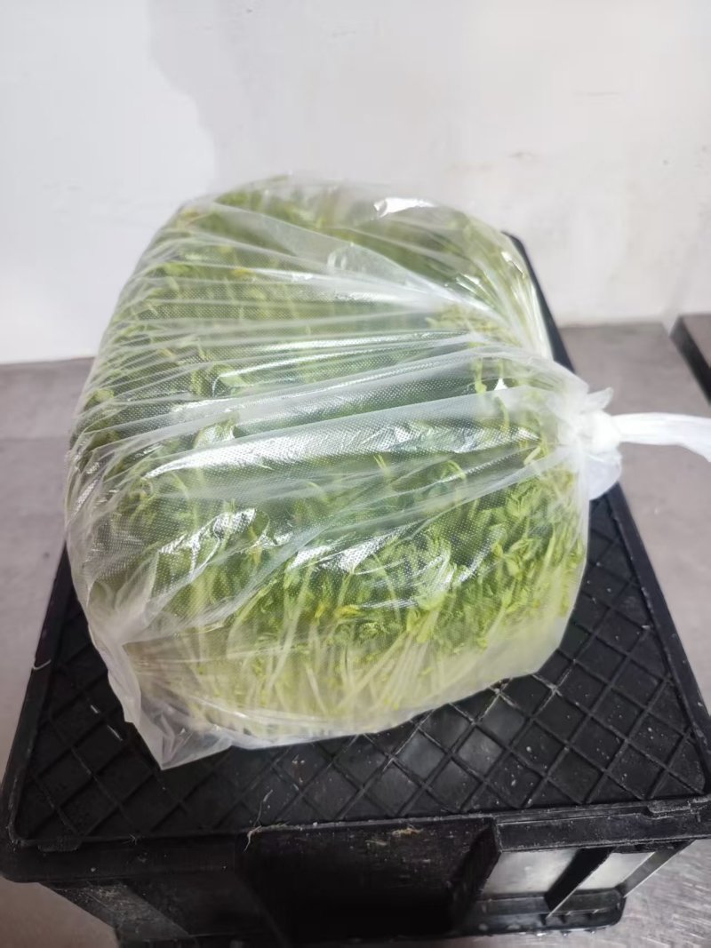 【水培豌豆苗】豌豆尖芽苗菜一手货源供火锅店商超