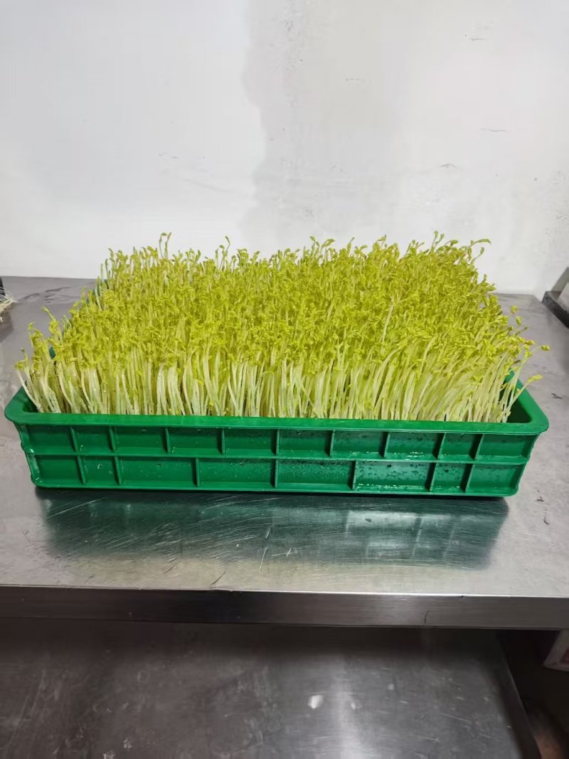 【水培豌豆苗】豌豆尖芽苗菜一手货源供火锅店商超