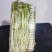 【水培豌豆苗】豌豆尖芽苗菜一手货源供火锅店商超