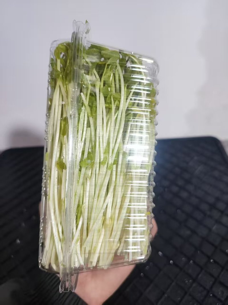 【水培豌豆苗】豌豆尖芽苗菜一手货源供火锅店商超