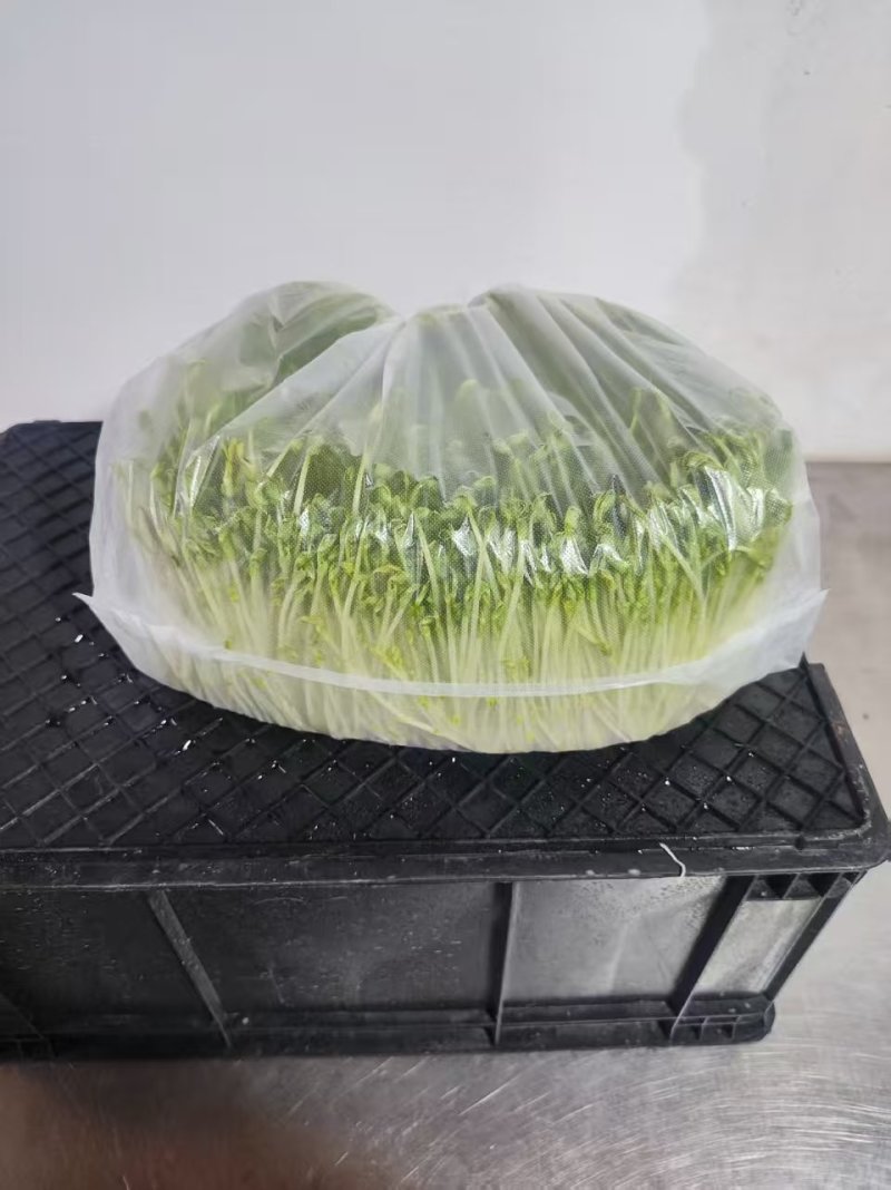 【水培豌豆苗】豌豆尖芽苗菜一手货源供火锅店商超
