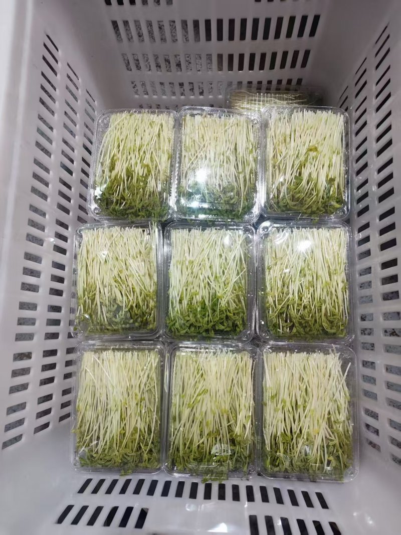 【水培豌豆苗】豌豆尖芽苗菜一手货源供火锅店商超