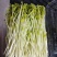 【水培豌豆苗】豌豆尖芽苗菜一手货源供火锅店商超