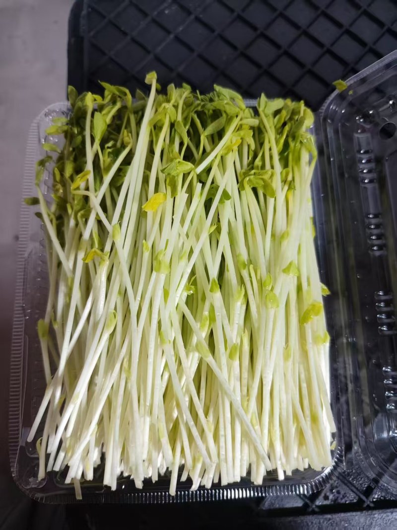 【水培豌豆苗】豌豆尖芽苗菜一手货源供火锅店商超