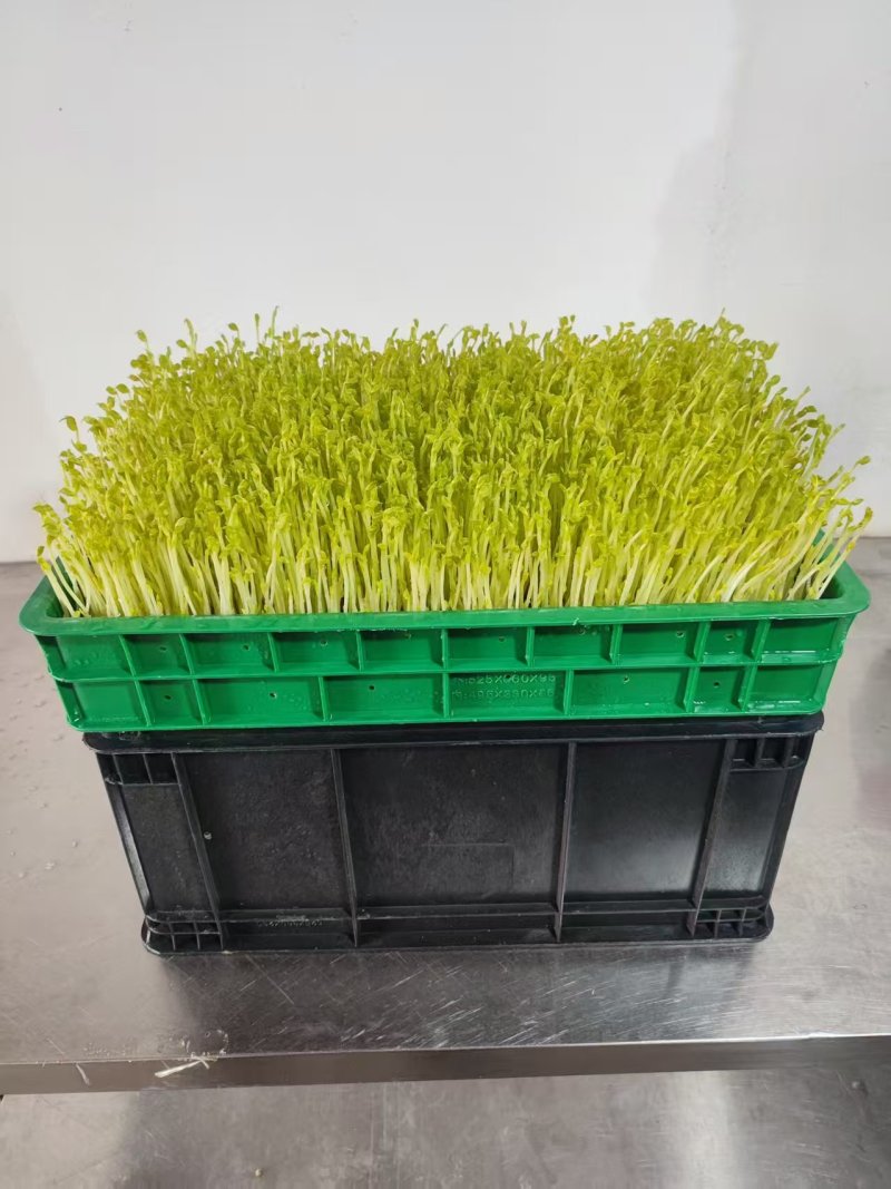 【水培豌豆苗】豌豆尖芽苗菜一手货源供火锅店商超