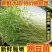 【水培豌豆苗】豌豆尖芽苗菜一手货源供火锅店商超
