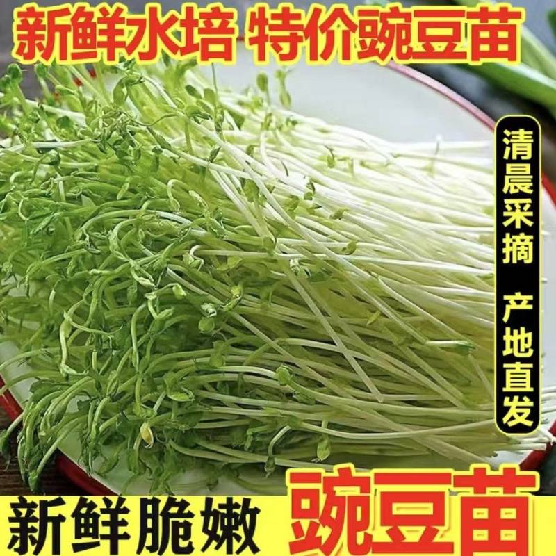 【水培豌豆苗】豌豆尖芽苗菜一手货源供火锅店商超