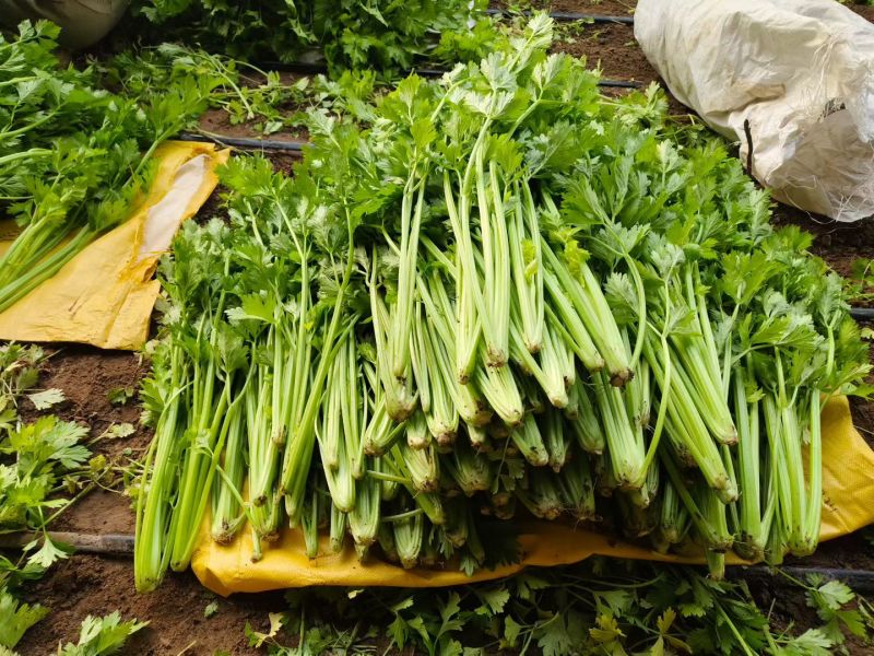 芹菜，品种皇后系列，两万斤左右