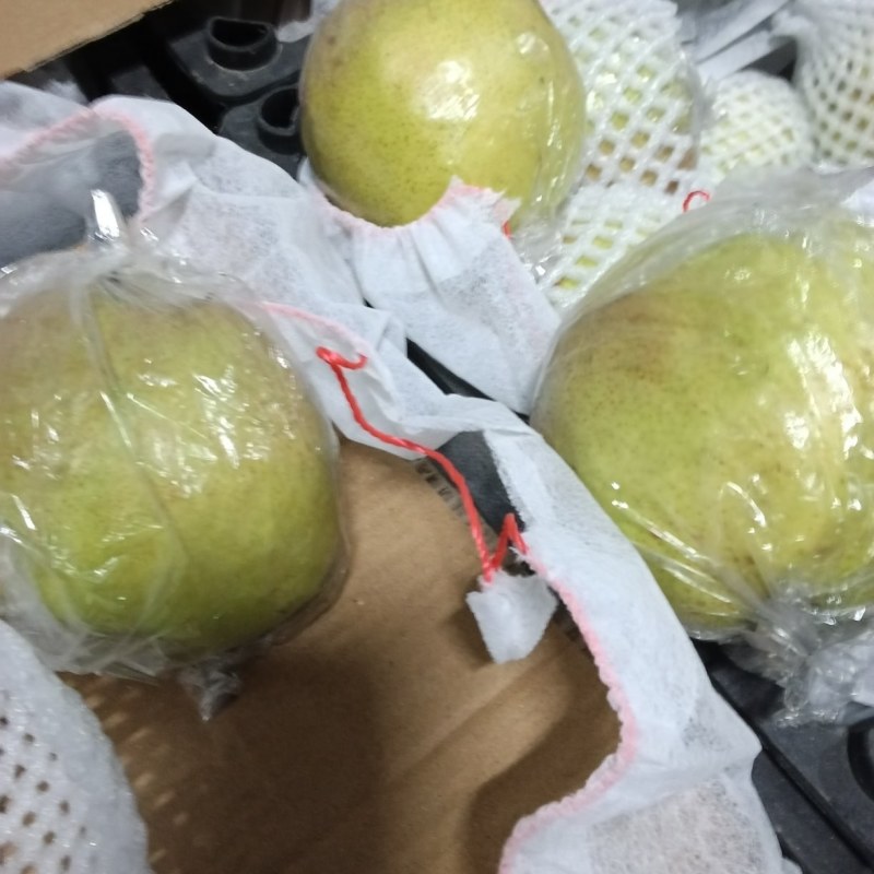 源产地隰县玉露香梨