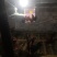 自家养殖大公鸡纯粮食喂养
