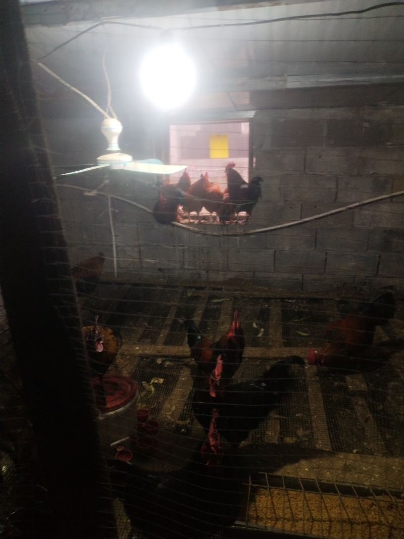 自家养殖大公鸡纯粮食喂养