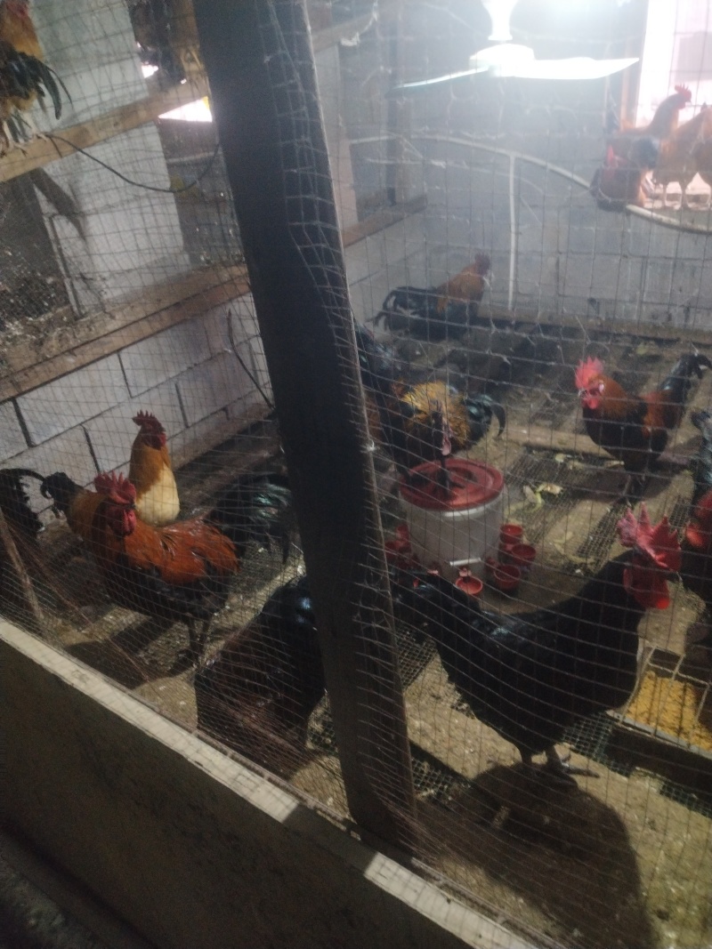 自家养殖大公鸡纯粮食喂养