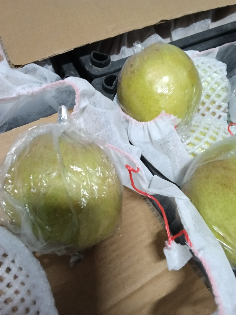 源产地隰县玉露香梨