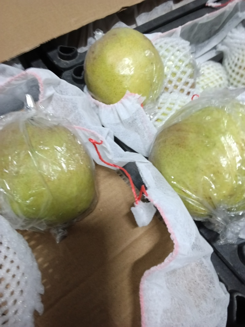 源产地隰县玉露香梨