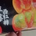 【海量货源】海阳普罗旺斯西红柿按需包装产地直发一条龙服务