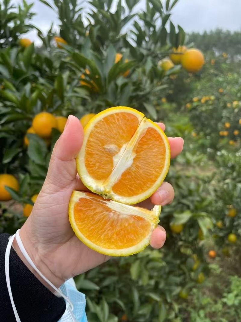 橙子
