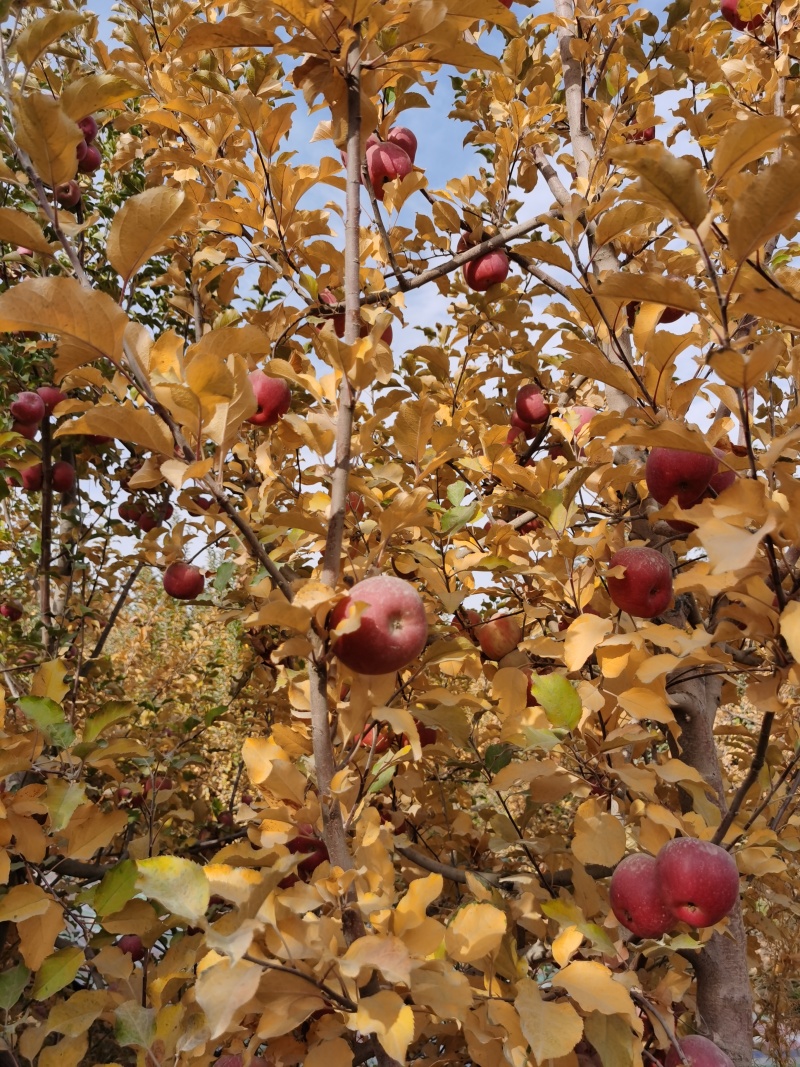 新疆阿克苏苹果，阿克苏冰糖心苹果，阿克苏苹果，冰糖心苹果