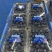 蓝莓125g/盒12合1总重1.5公斤